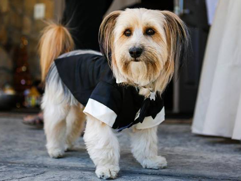 Picture of a resident dog in a doggy tuxedo - pets are welcome at Kensington Gardens.